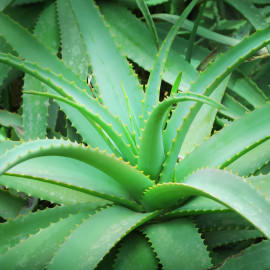 Aloes