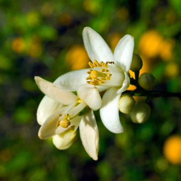 Hydralat neroli