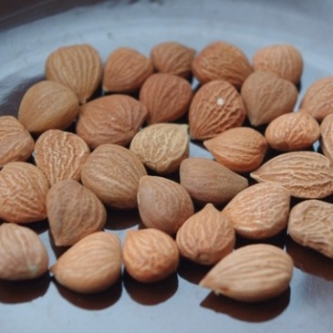 Olejek z pestek moreli