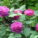 Olejek drzewa różanego