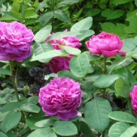 Olejek drzewa różanego